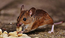 24 Hour & Emergency Exterminators in UCA, AR